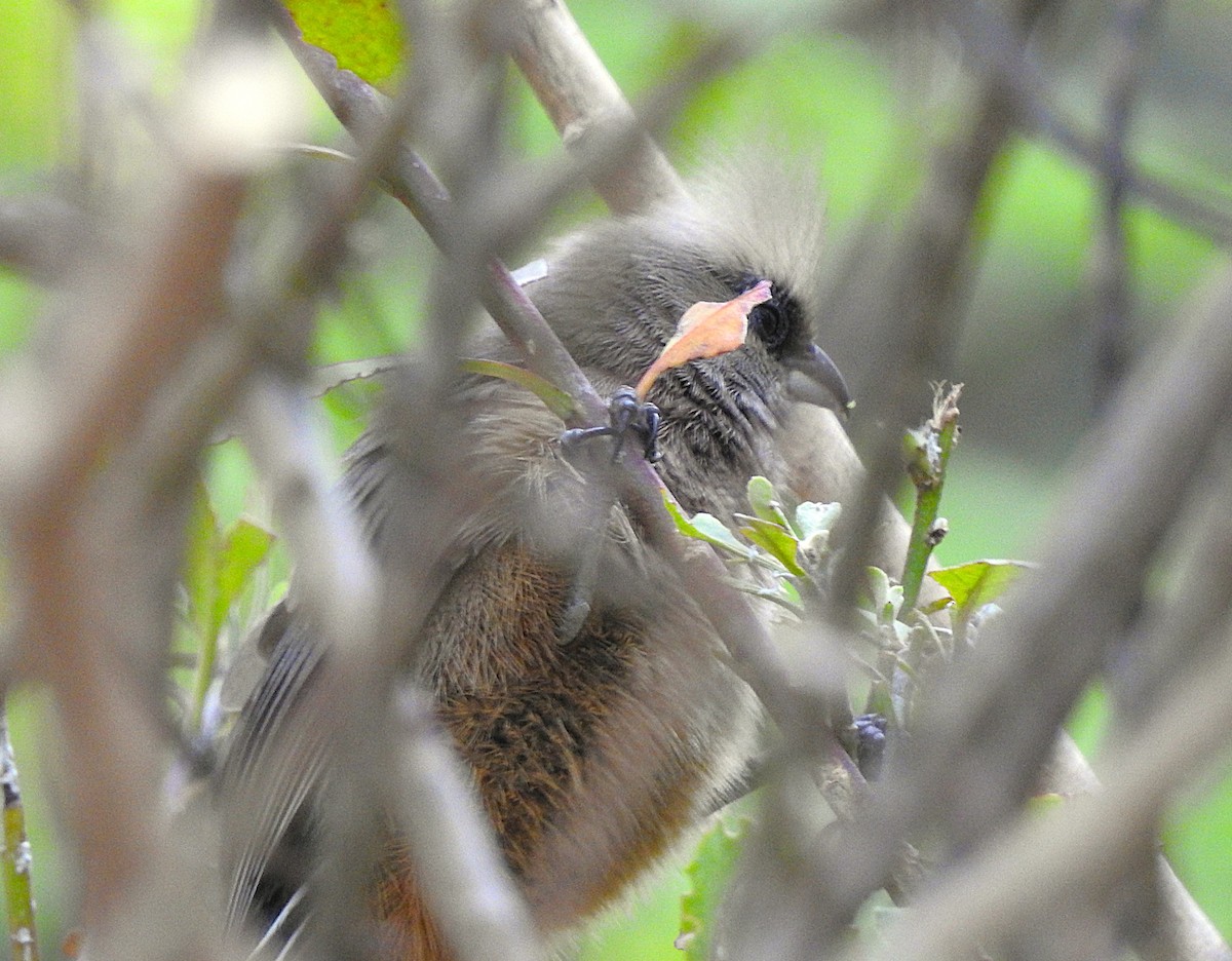 Pájaro Ratón Común - ML640671318