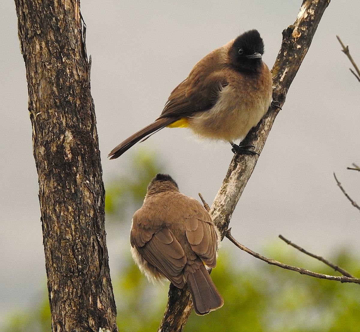 Bulbul Naranjero - ML640671328