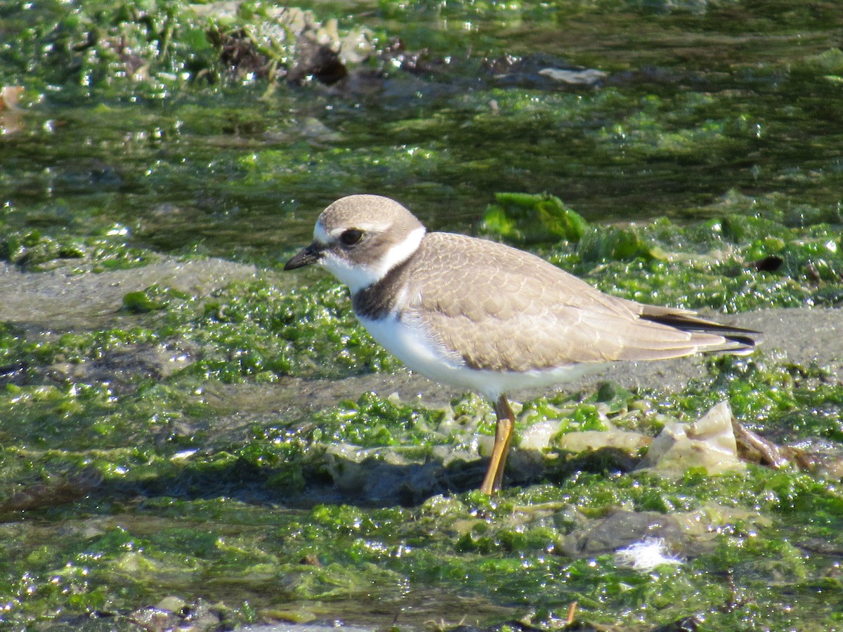 Semipalmated Plover - ML640671343