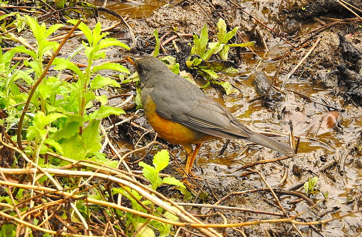 Olive Thrush - ML640671345