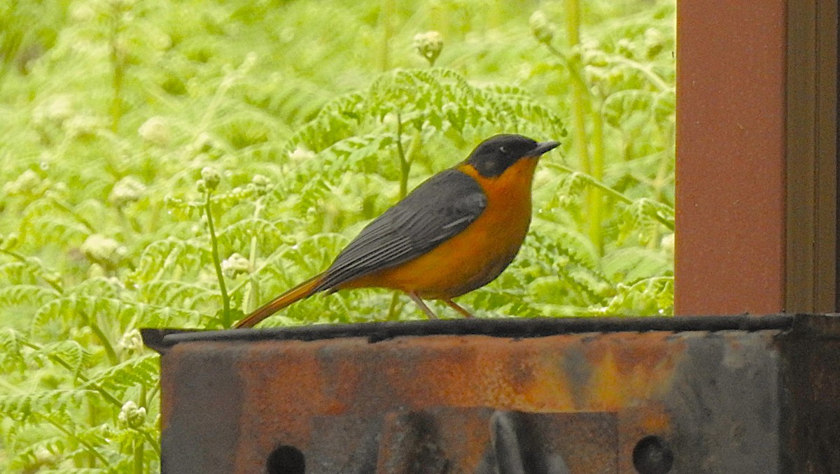 Cosifa Bicolor - ML640671354