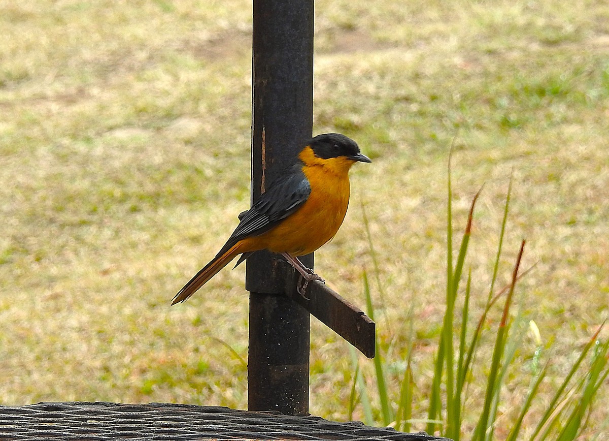 Cosifa Bicolor - ML640671356