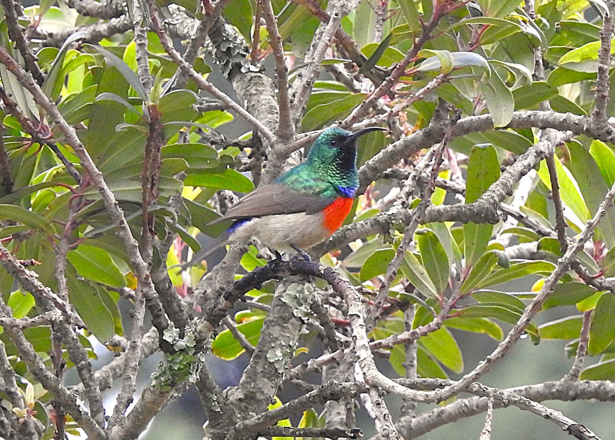 Greater Double-collared Sunbird - ML640671372
