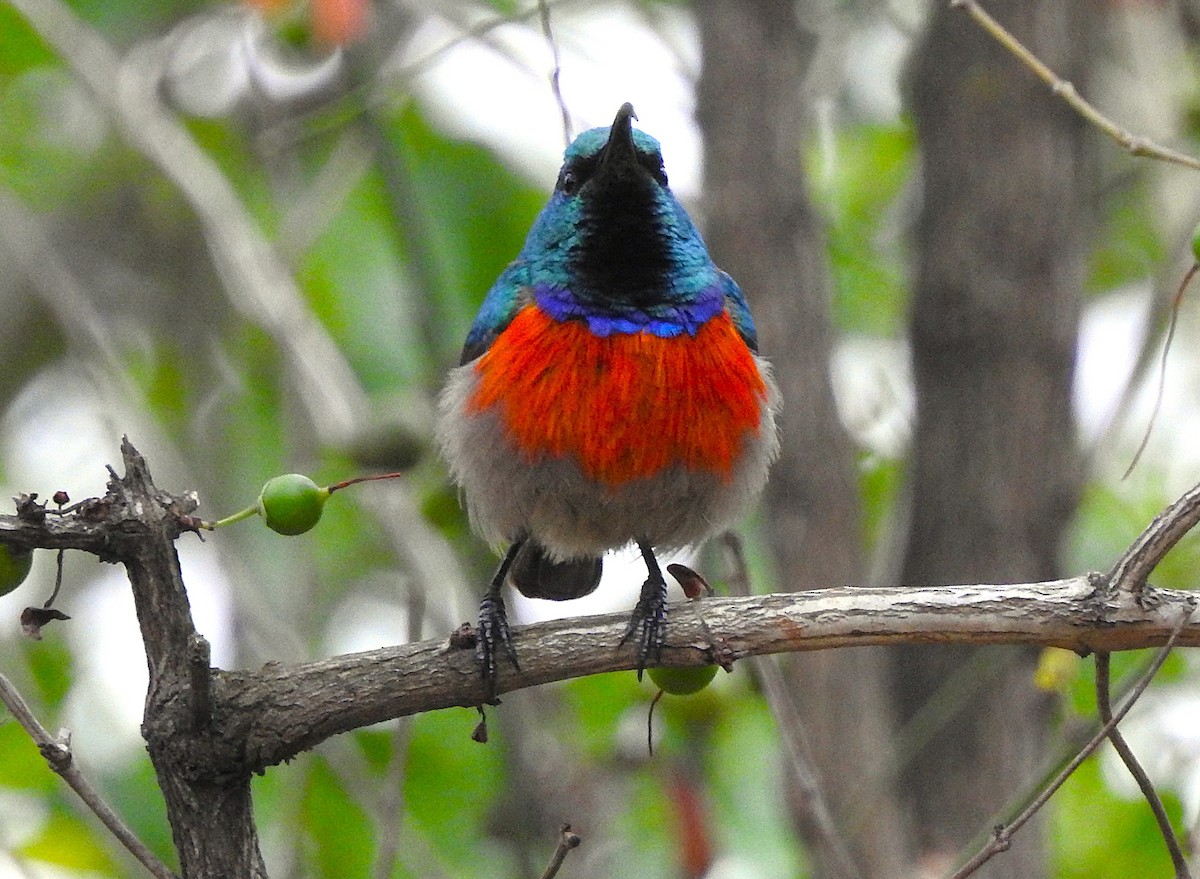 Greater Double-collared Sunbird - ML640671373