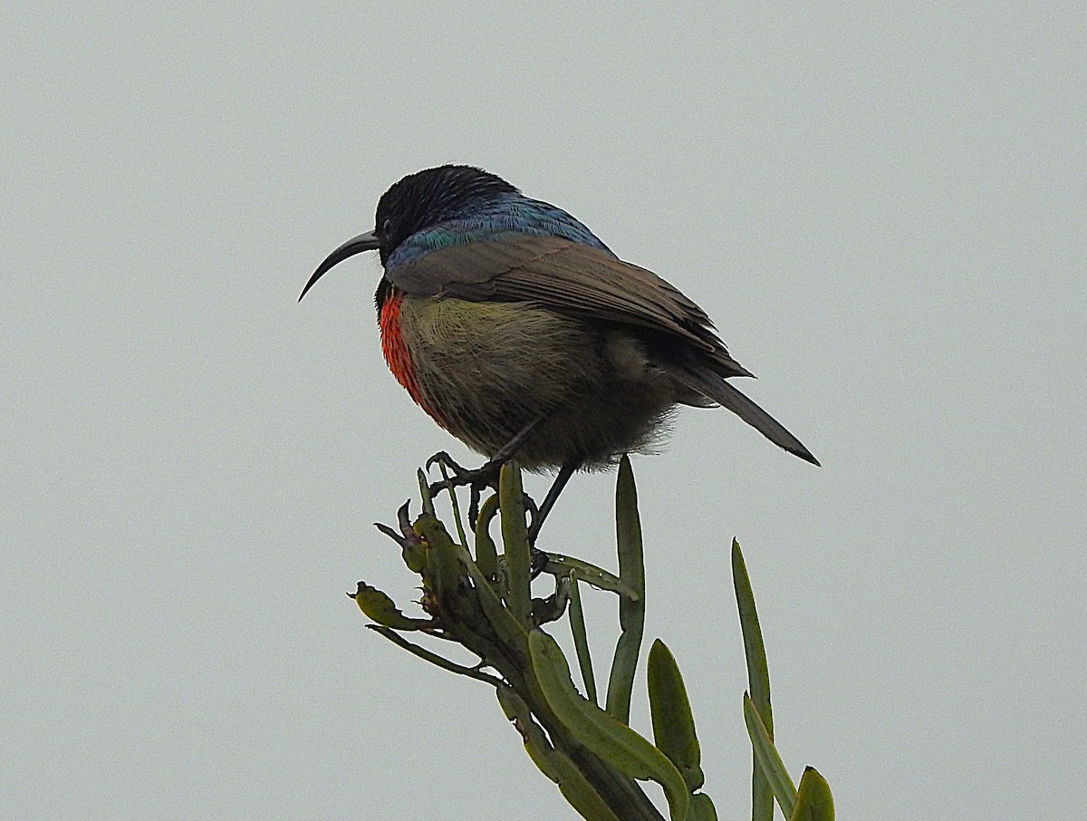 Greater Double-collared Sunbird - ML640671374