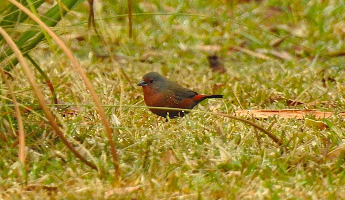 African Firefinch - ML640671388