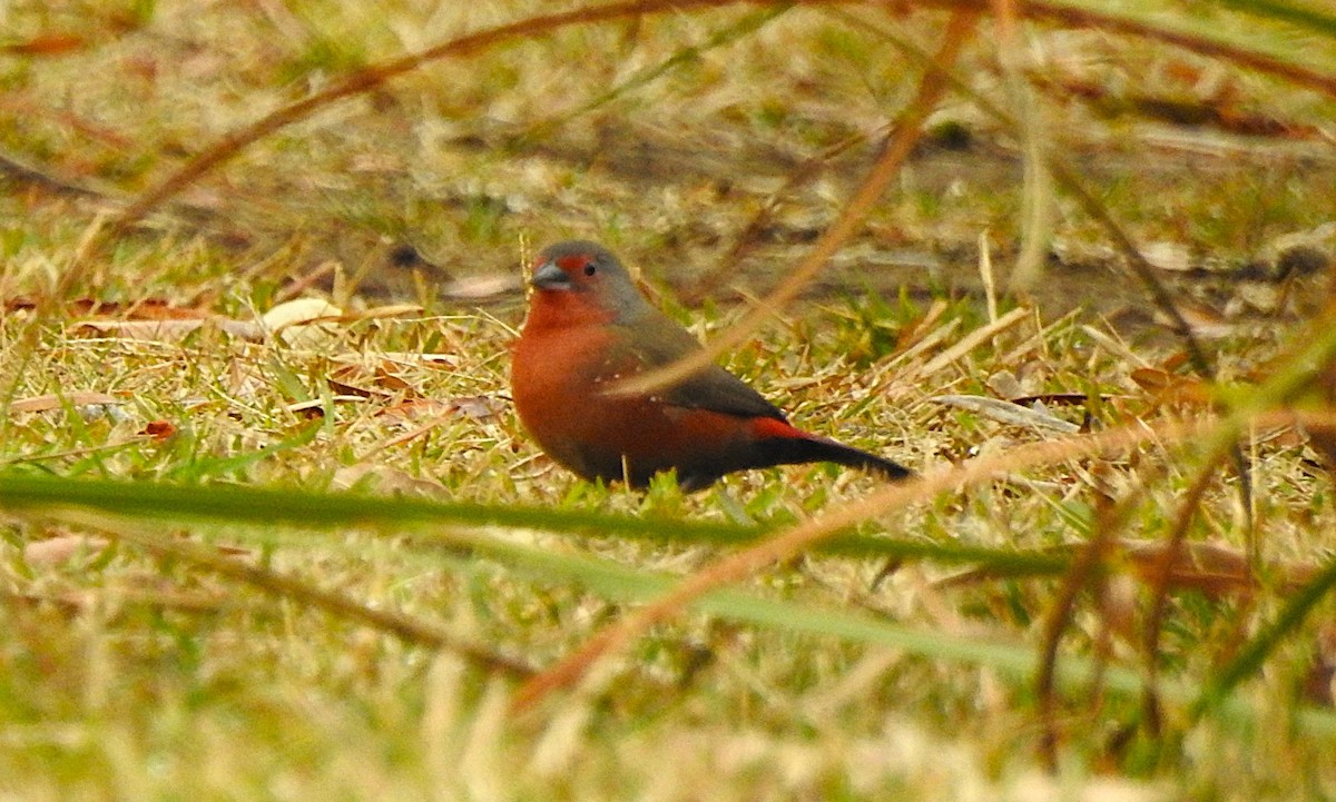 African Firefinch - ML640671389