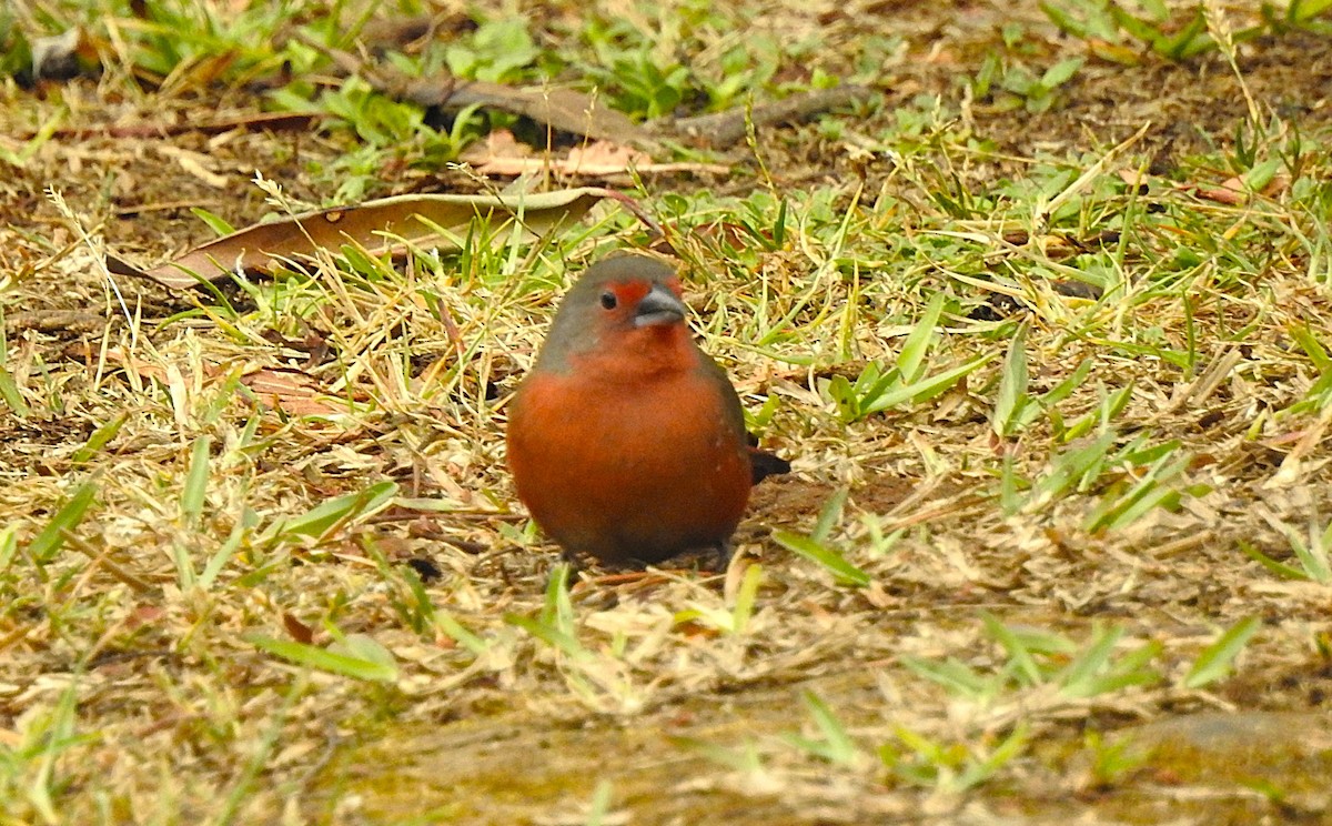 African Firefinch - ML640671390