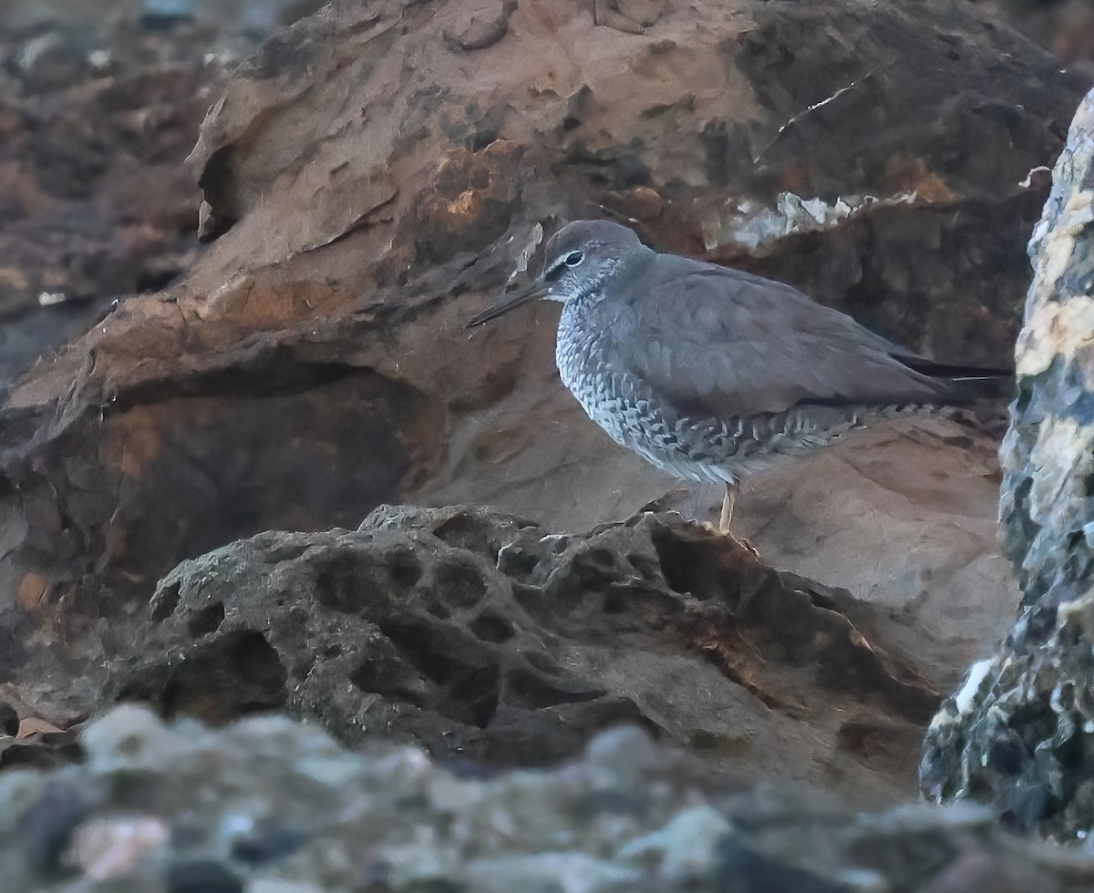 Wandering Tattler - ML640671521