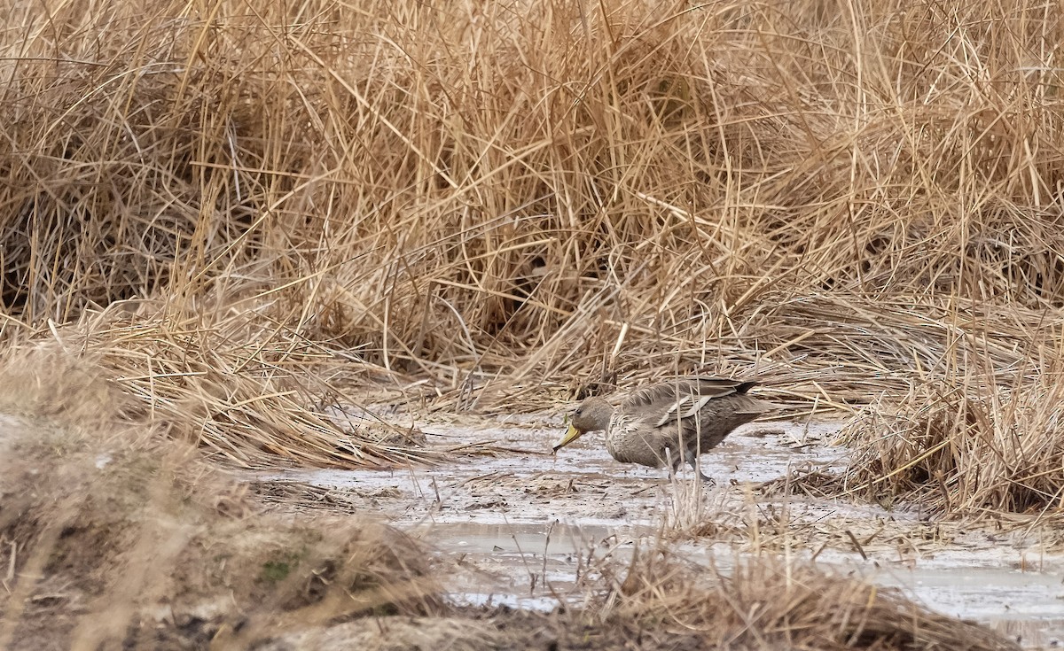 Yellow-billed Pintail - ML640671558
