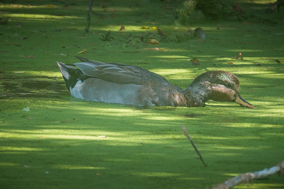 Gadwall x Mallard (hybrid) - ML640671561