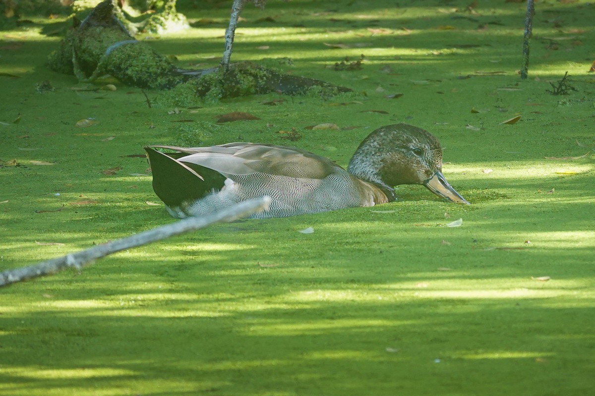 Gadwall x Mallard (hybrid) - ML640671562