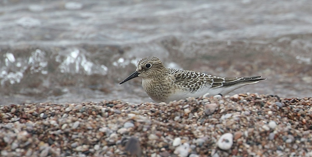Baird's Sandpiper - thom skelding