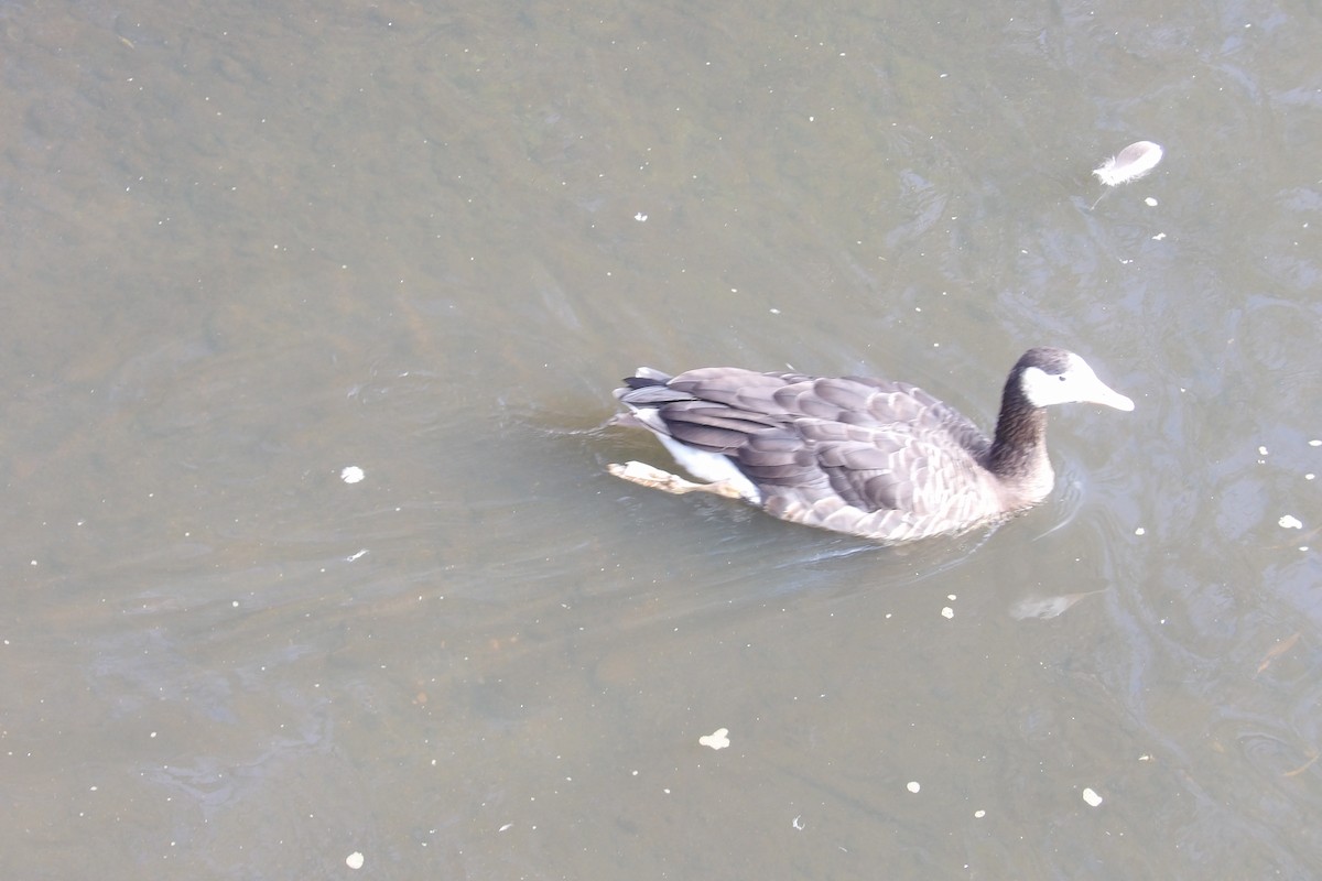 Graylag x Canada Goose (hybrid) - Sasha Bertasius