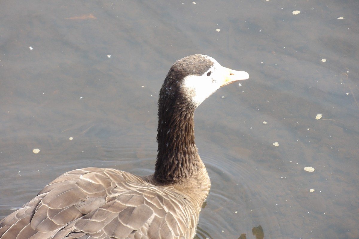 Graylag x Canada Goose (hybrid) - Sasha Bertasius
