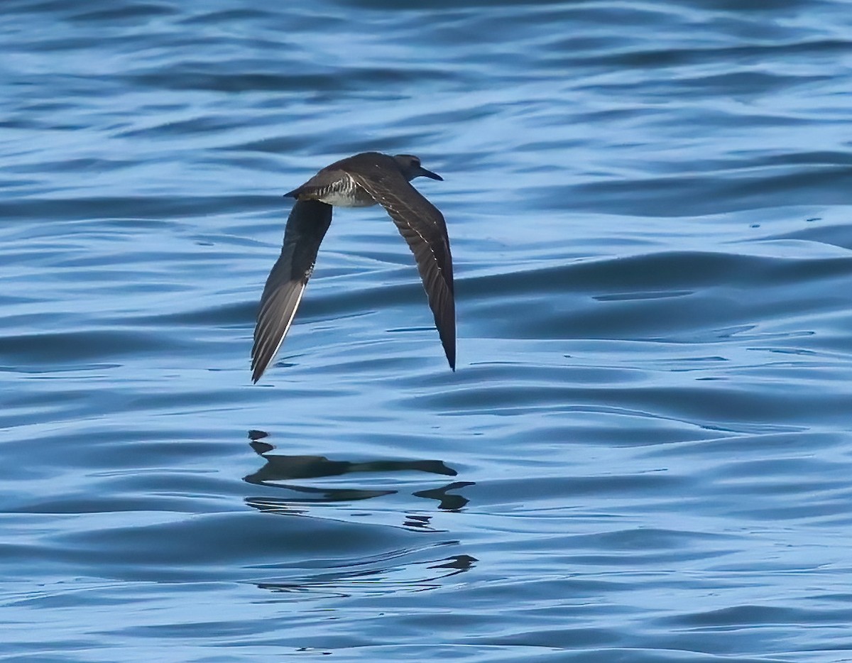 Wandering Tattler - ML640671581