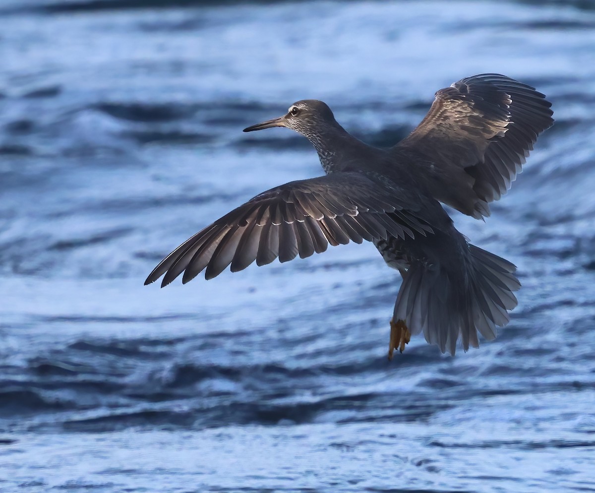 Wandering Tattler - ML640671582
