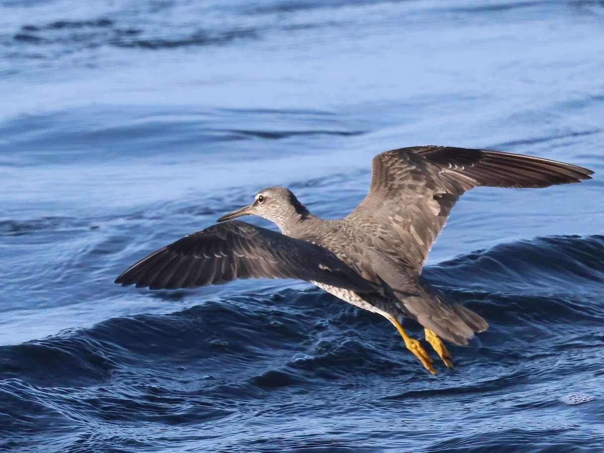 Wandering Tattler - ML640671583