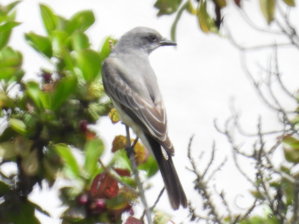 Cassin's Kingbird - ML640671584