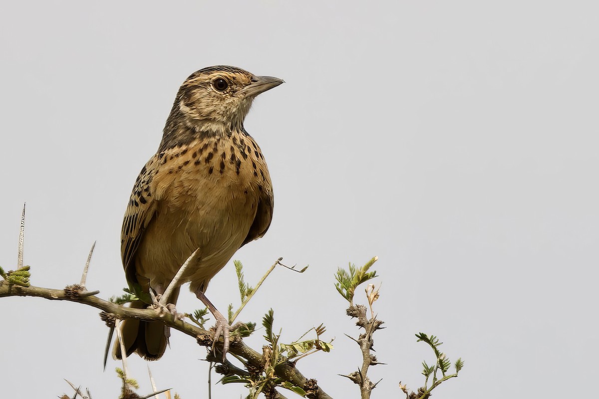 Flappet Lark - ML640671585
