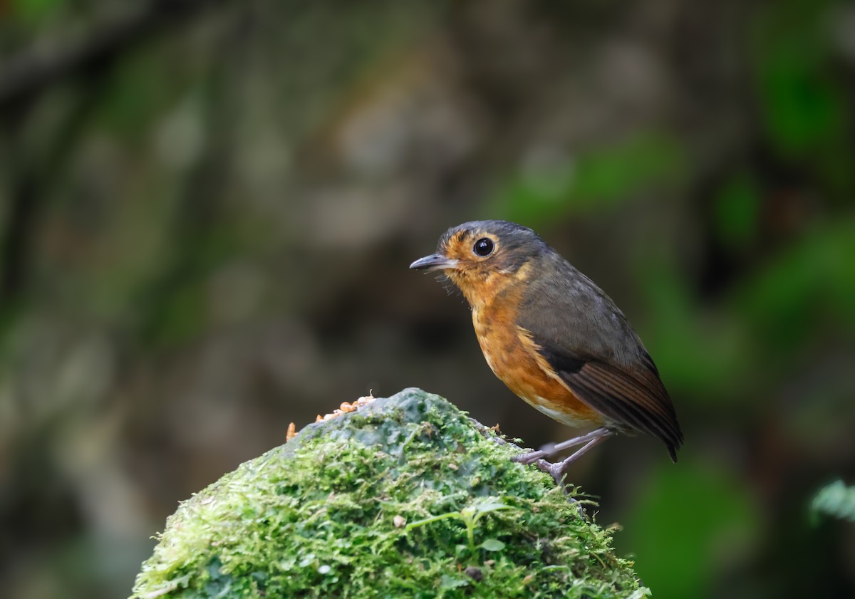 Slate-crowned Antpitta - ML640671670