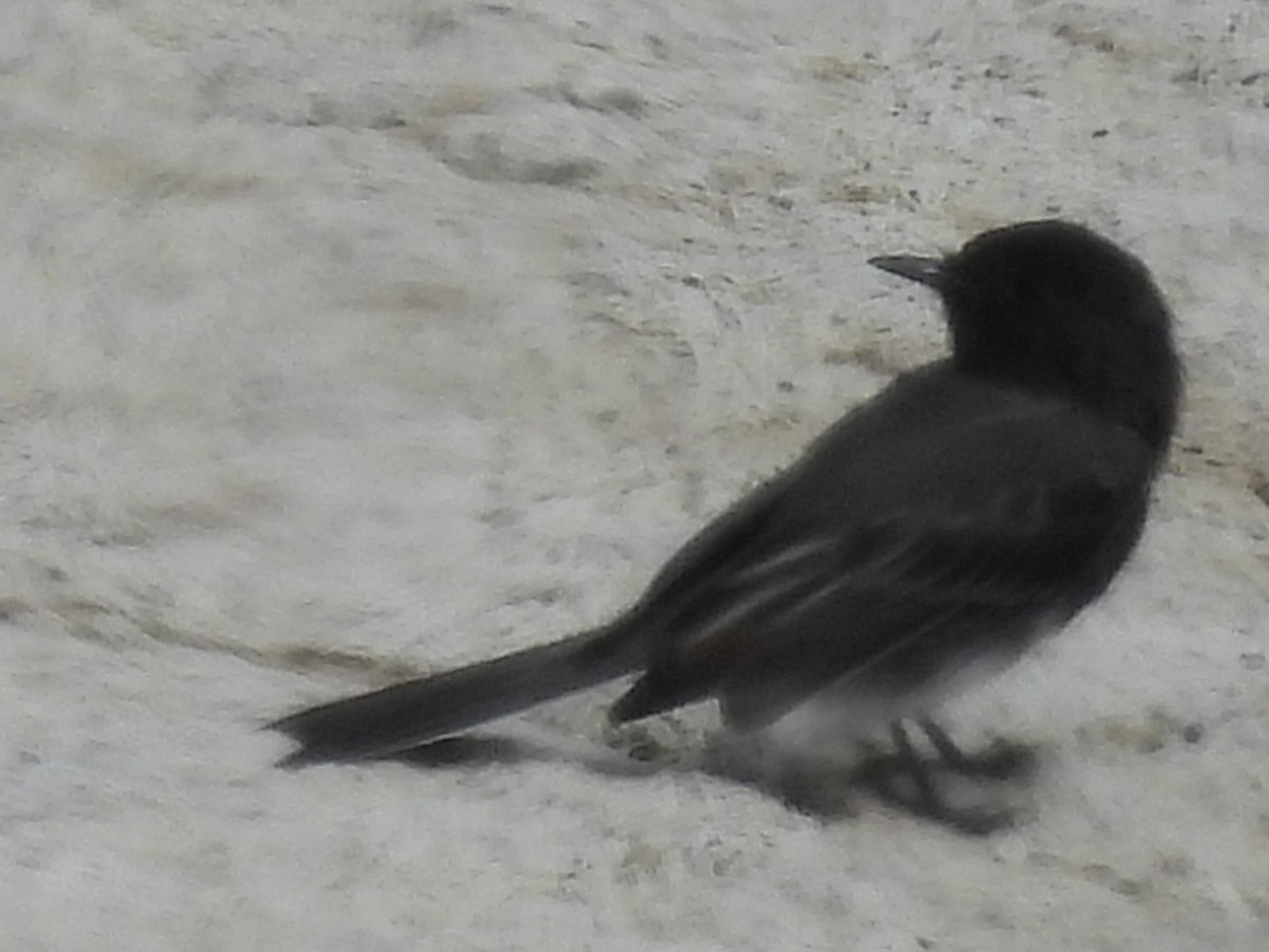Black Phoebe - ML640671673