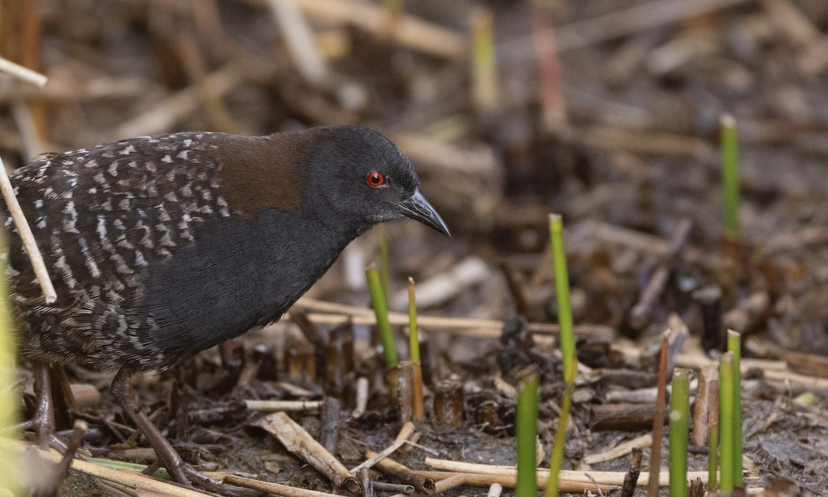 Black Rail (Junin) - ML640671698