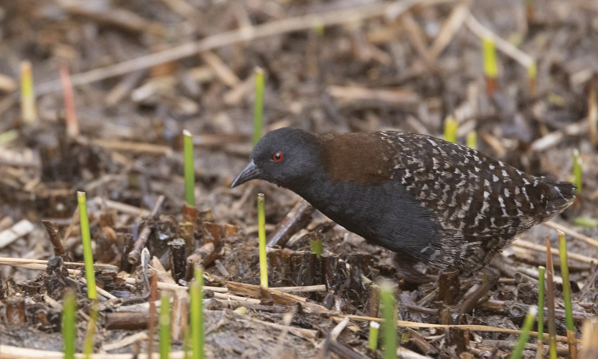 Black Rail (Junin) - ML640671700