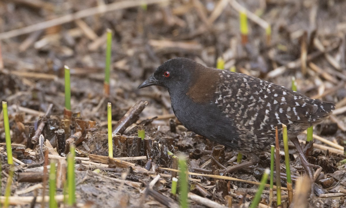 Black Rail (Junin) - ML640671701
