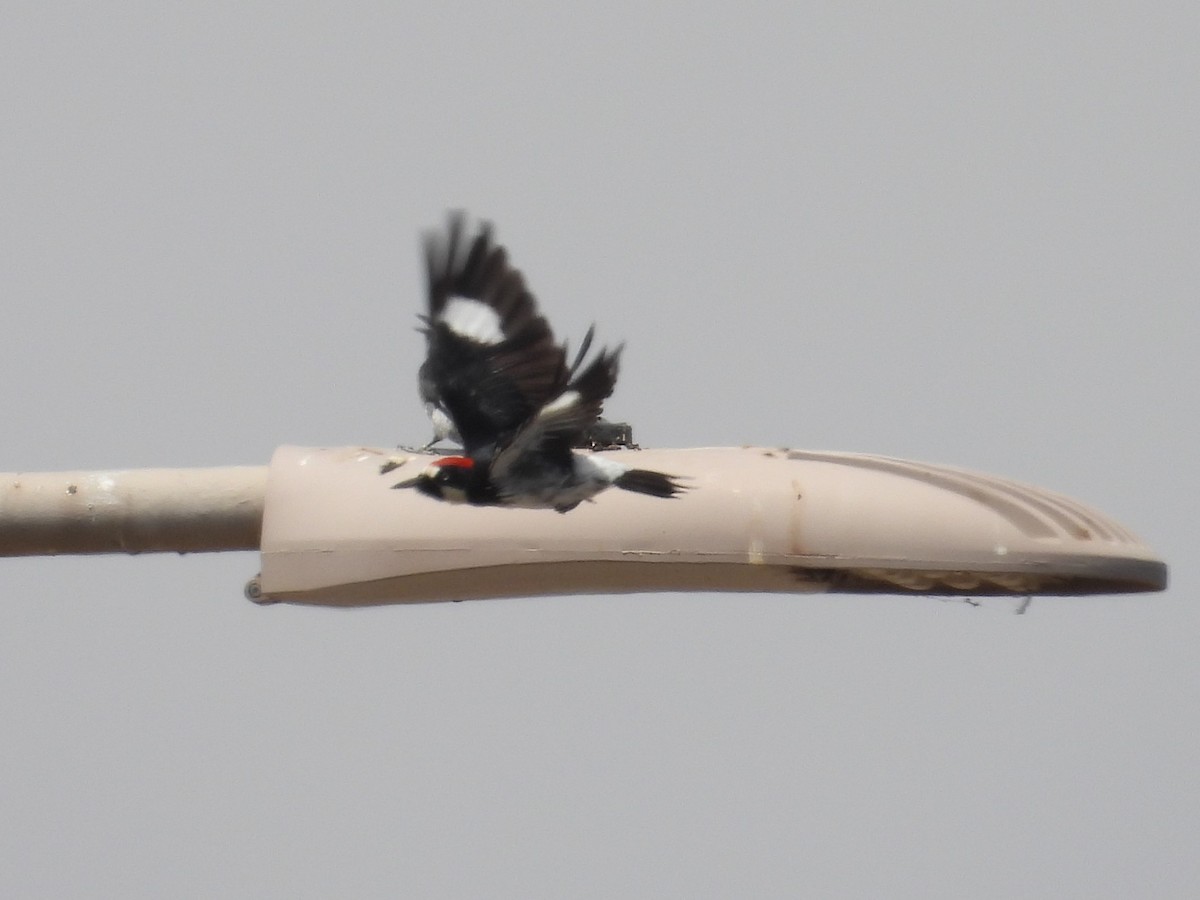 Acorn Woodpecker - ML640671859