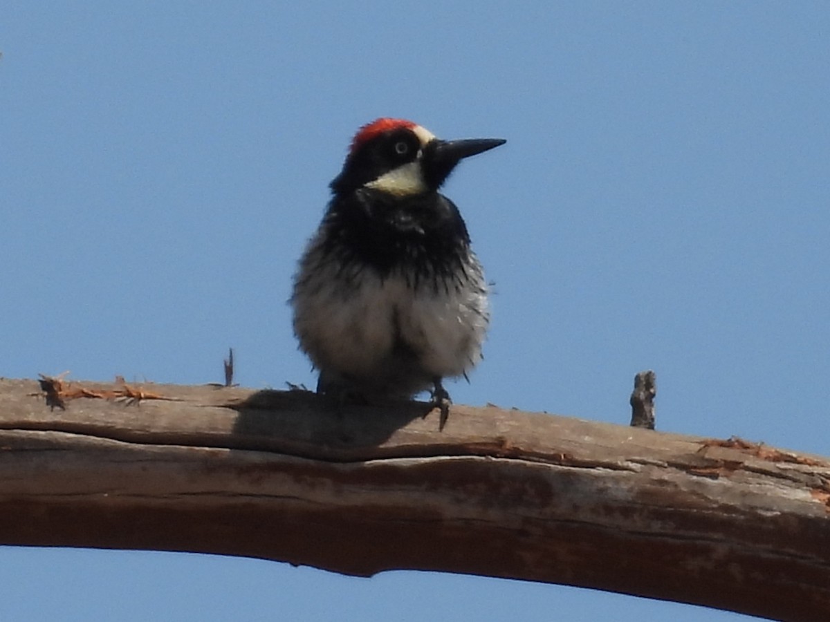 Acorn Woodpecker - ML640671860