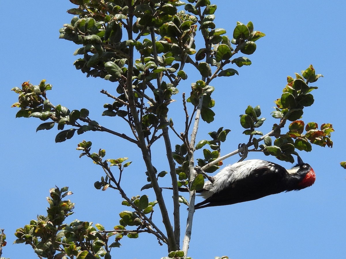 Acorn Woodpecker - ML640671861
