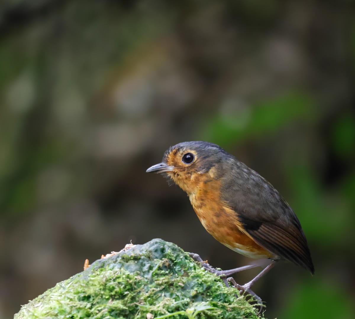 Slate-crowned Antpitta - ML640672055