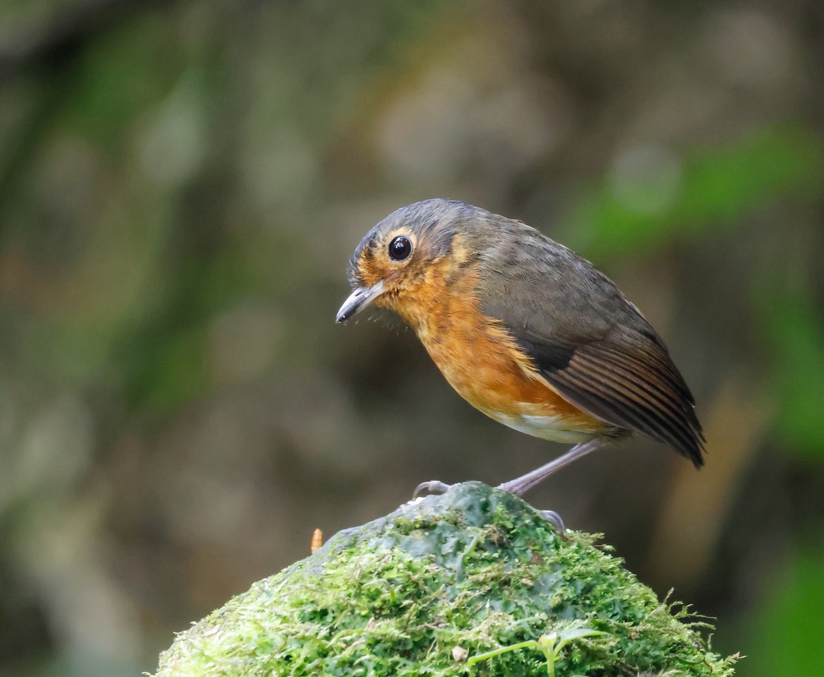 Slate-crowned Antpitta - ML640672056
