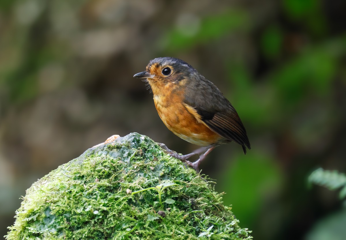 Slate-crowned Antpitta - ML640672058