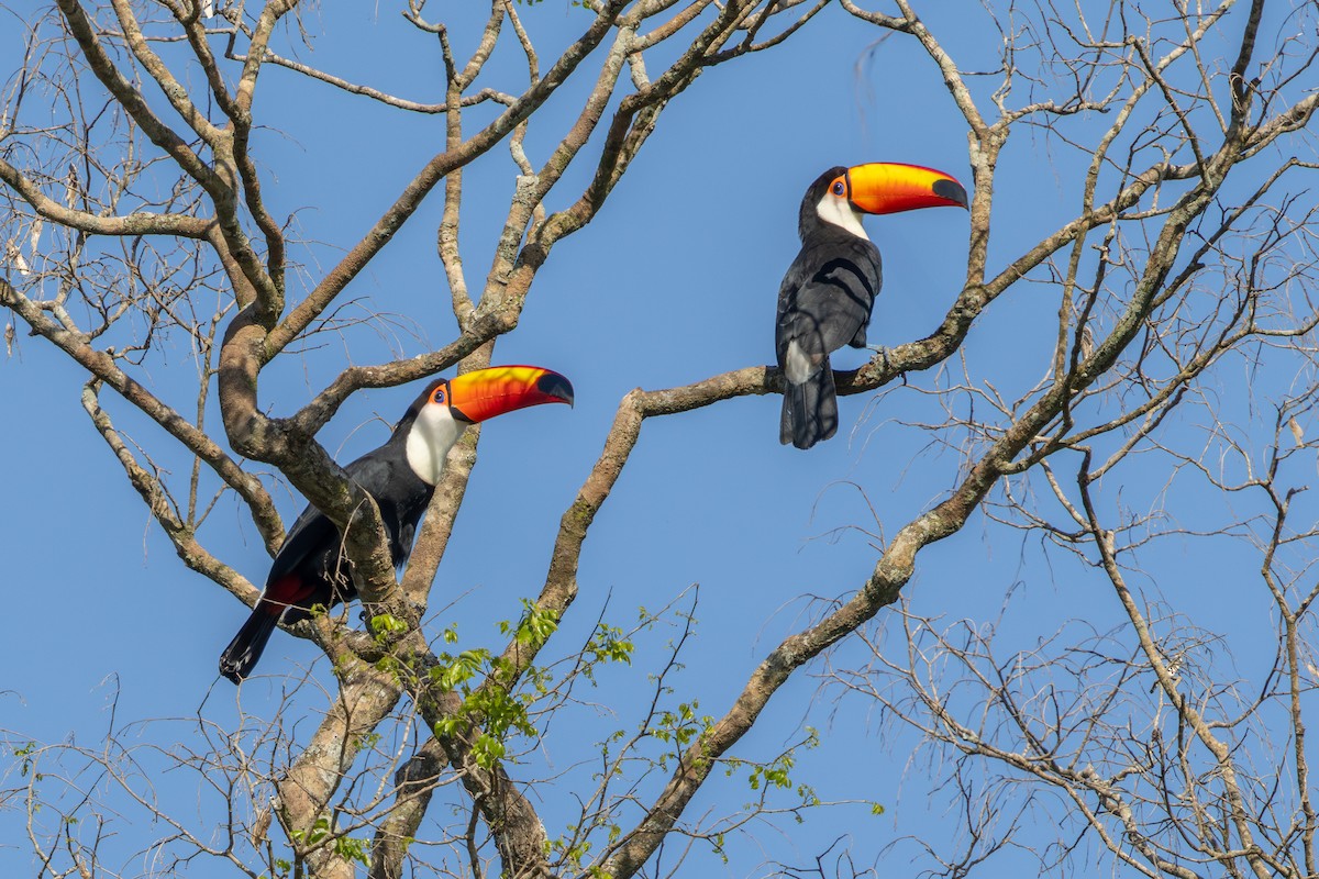 Toco Toucan - ML640672146