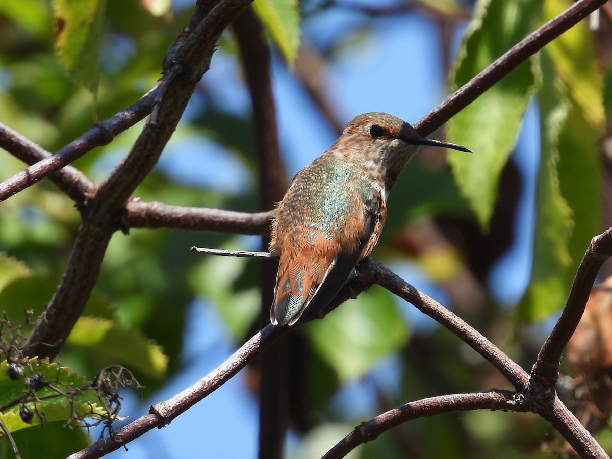 Allen's Hummingbird - ML640672181