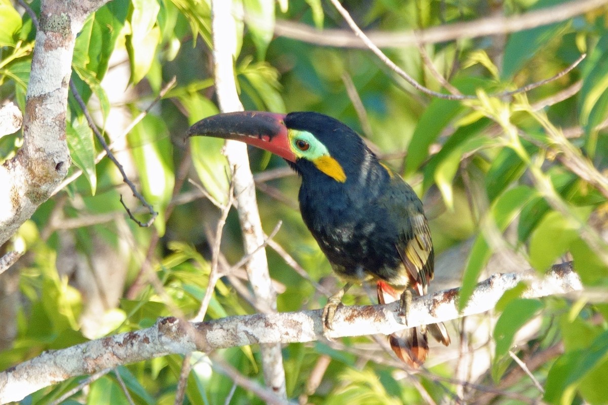 Guianan Toucanet - ML640672182