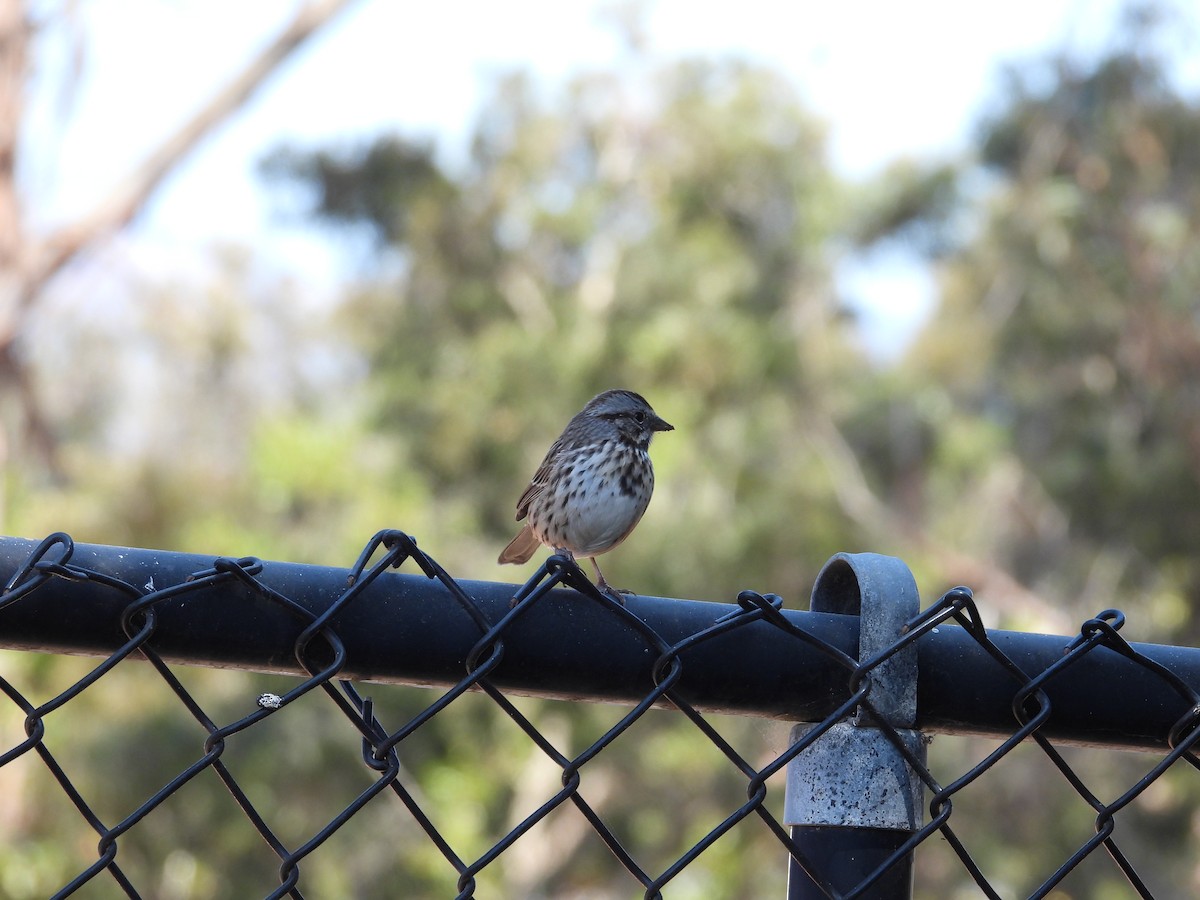 Song Sparrow - ML640672289