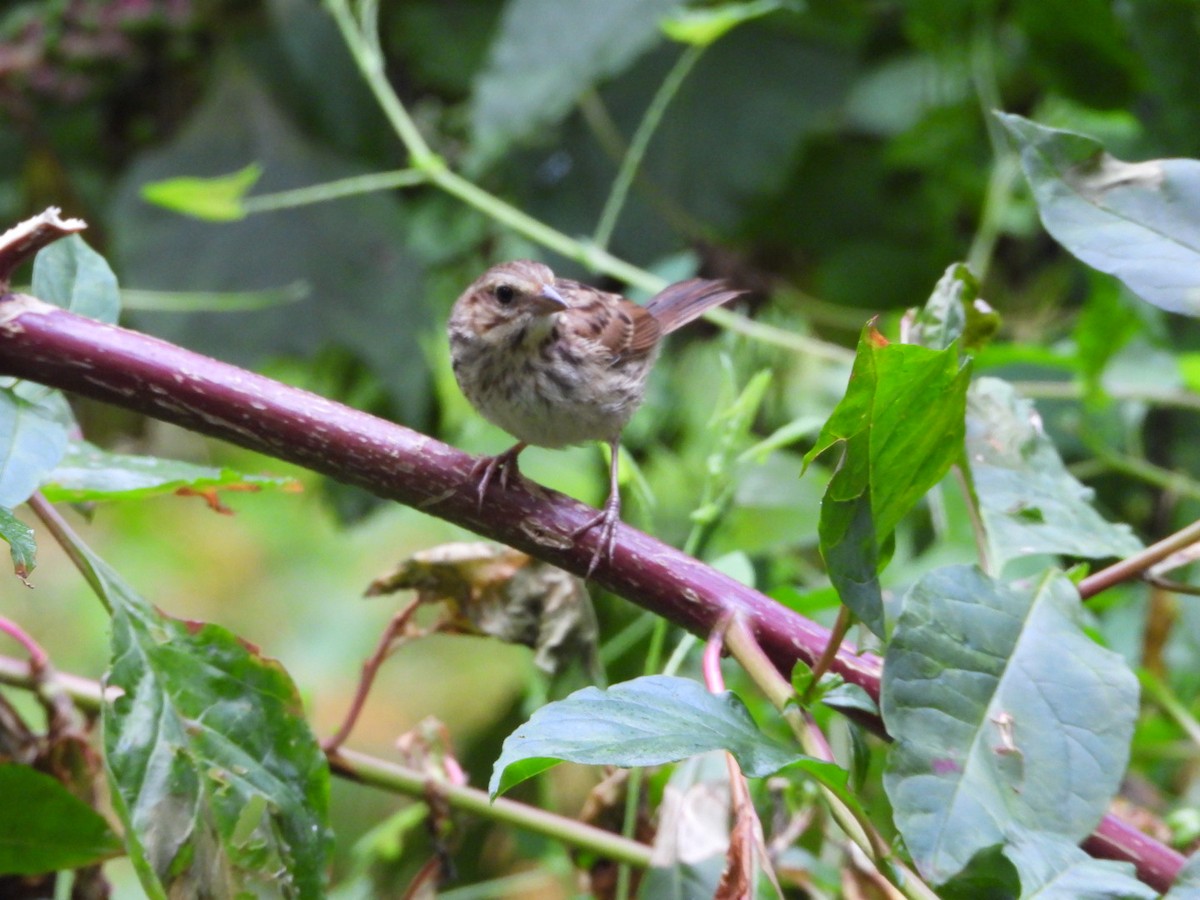Song Sparrow - ML640672303
