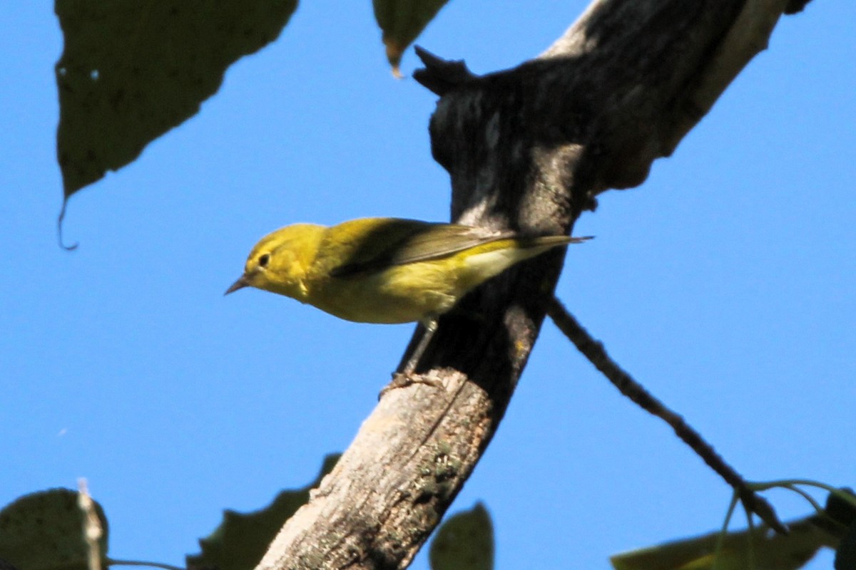 Tennessee Warbler - ML640672307
