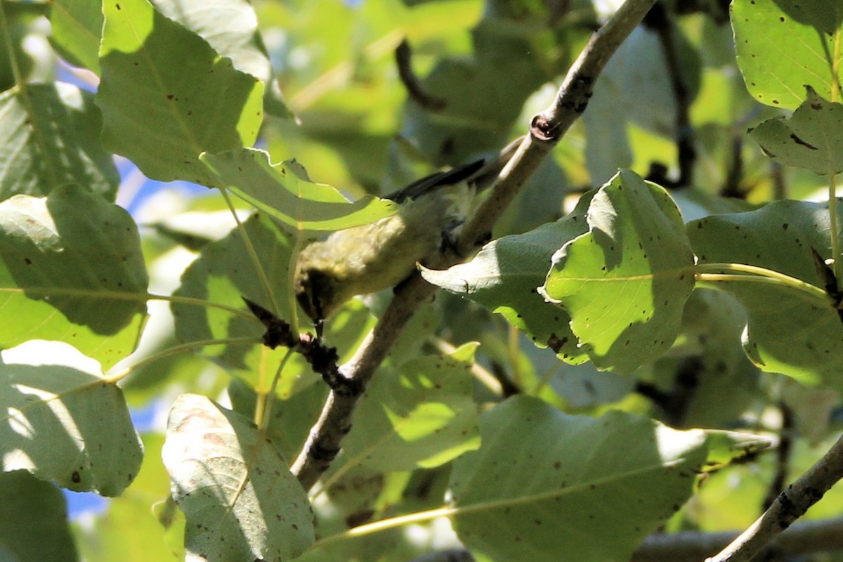 Tennessee Warbler - ML640672321