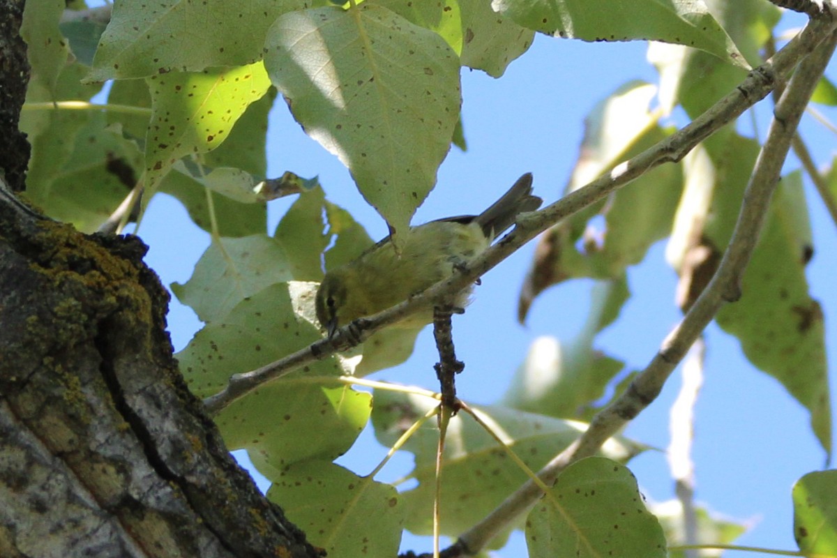 Tennessee Warbler - ML640672334