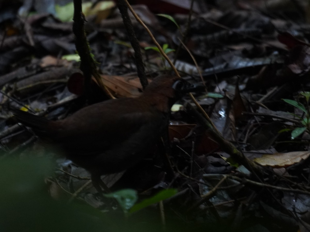 Black-faced Antthrush - ML640672366