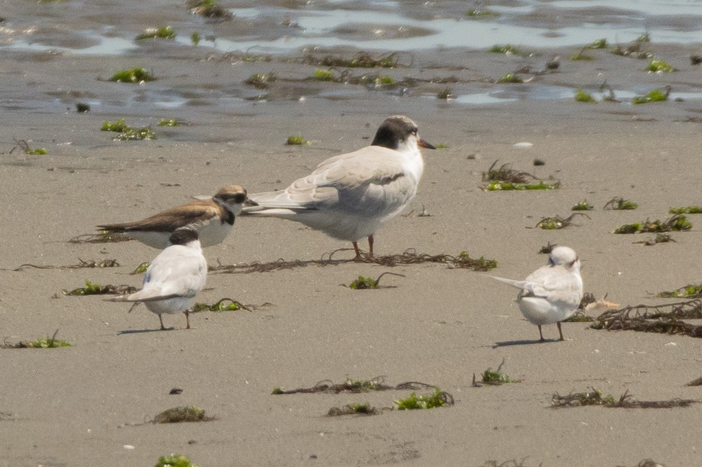 美洲小燕鷗 - ML640672383