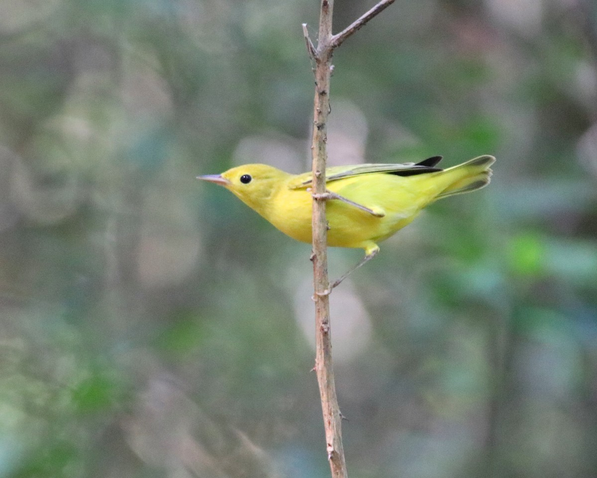 Northern Yellow Warbler - ML640672395