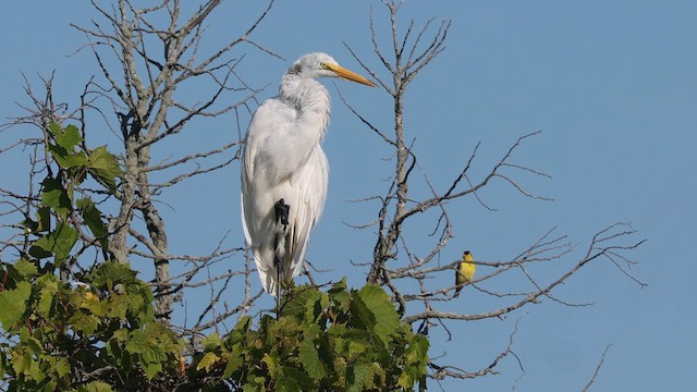 ダイサギ - ML640672473