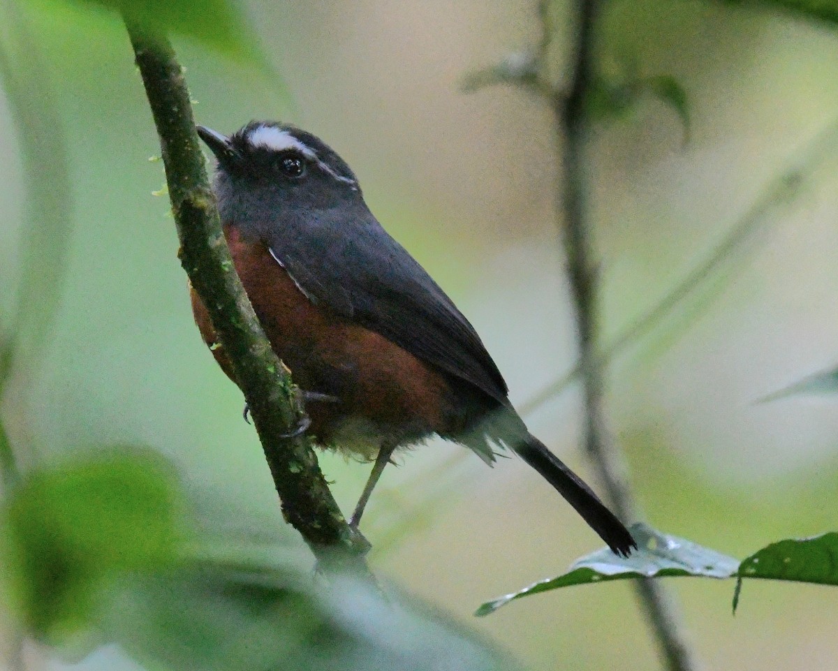 Chestnut-bellied Chat-Tyrant - ML640672545