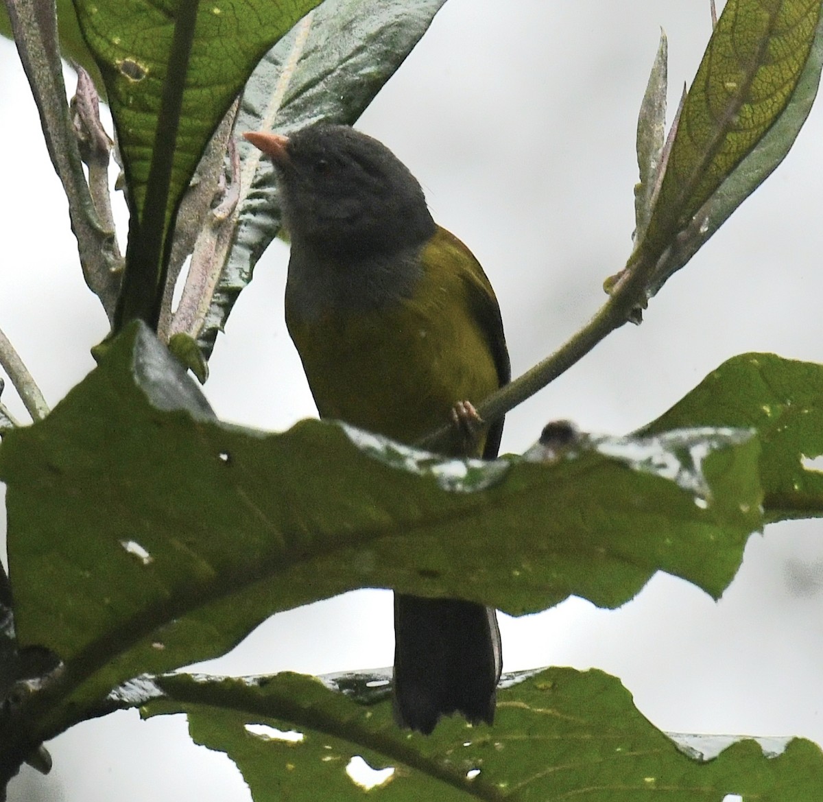 Gray-hooded Bush Tanager - ML640672572