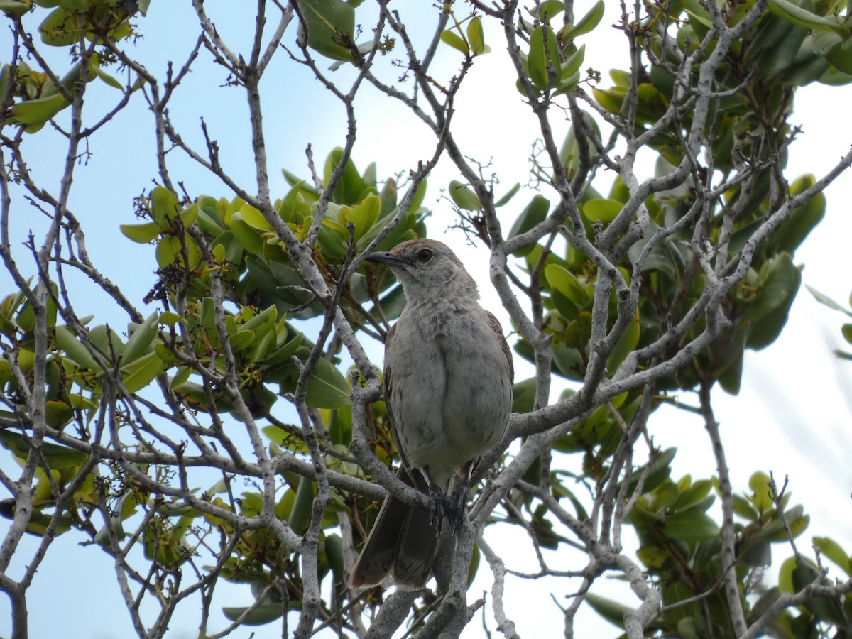 bahamasspottefugl - ML640672577